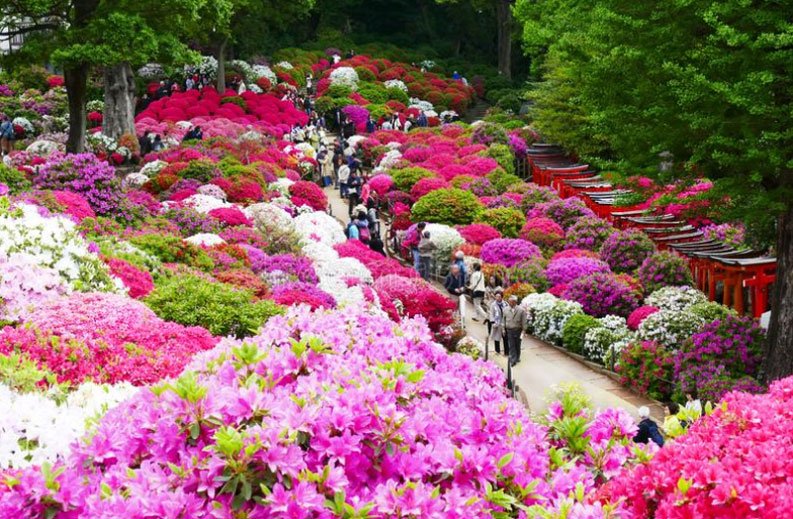 Most Beautiful Flower Garden Azelea in Japan