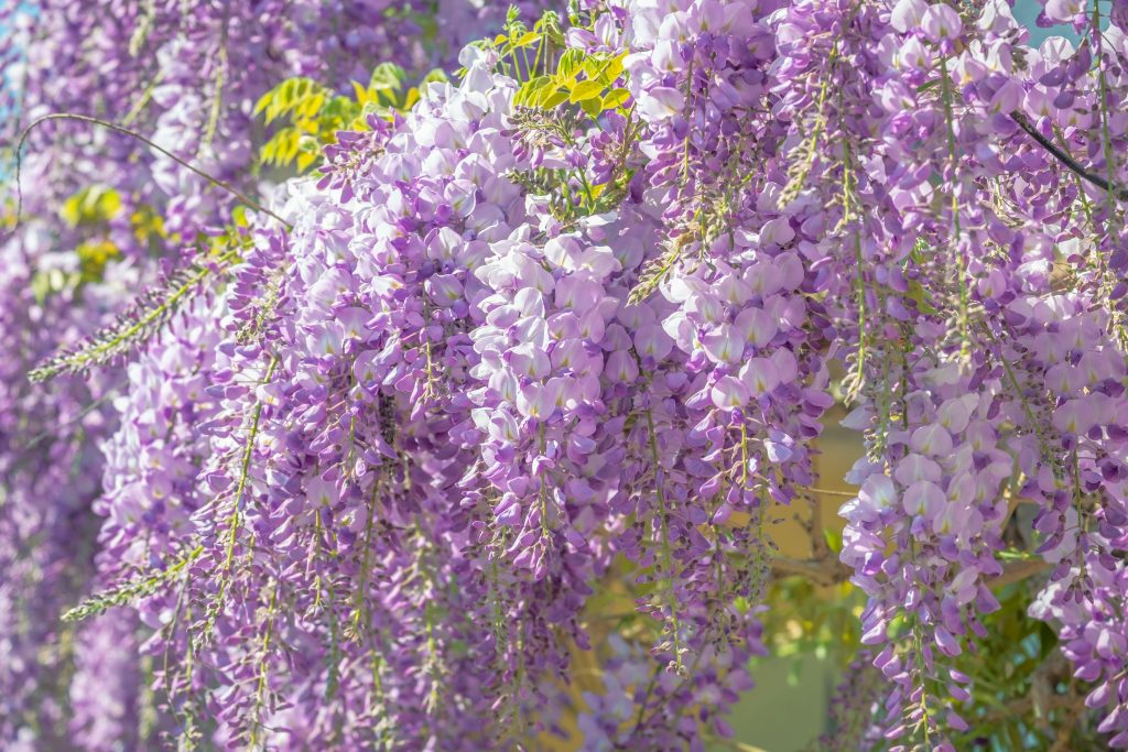 Ashikaga Flower Park Wisteria Festival in Japan with beautiful purple wisteria flowers in full bloom