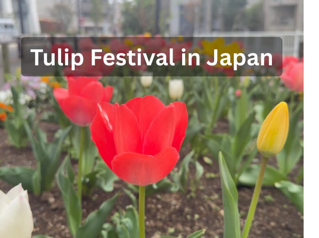 Tulip festival in Japan with colorful flower fields